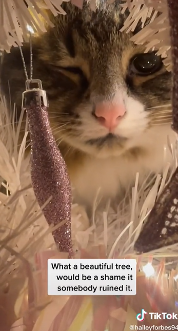 Mačak našao novo mjesto za spavanje unutar božićnog drvca