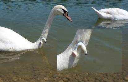 Ako ga vidite, zovite pomoć: Očajni labud se bori s udicom