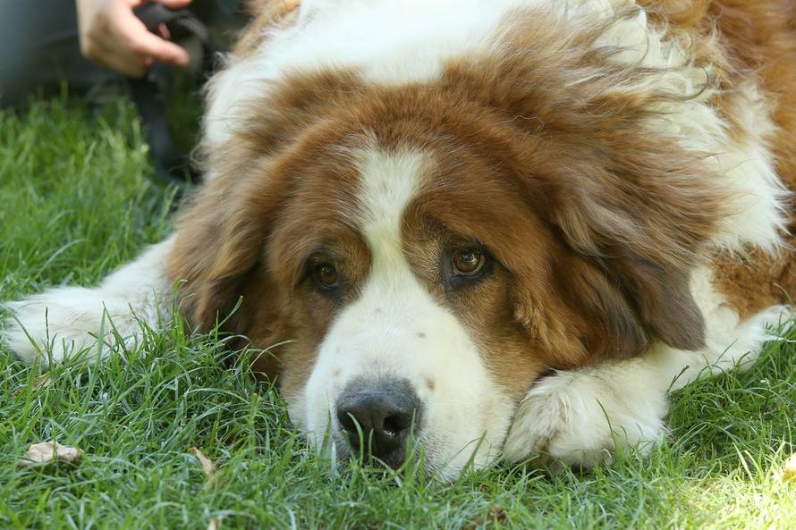 Robert Anić/Pixsell