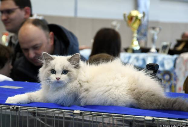 Otvorena revijalna izložba mačaka u Sisku 