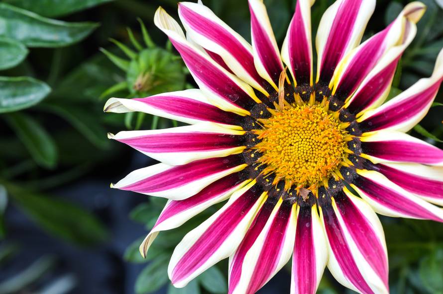 Floraart: Sadnice cvijeća od 2 kune, a za 25 mini vrt u posudi