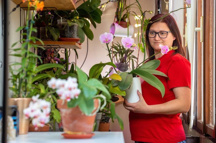 Volite orhideje? Donosimo vam nekoliko savjeta kako da vaš omiljeni cvijet sačuvate od zime