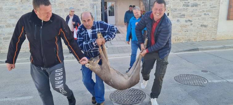 'Ima li soba za mene?' Neobičan gost ušetao u hotel u Istri, lovci ga morali odnijeti na slobodu