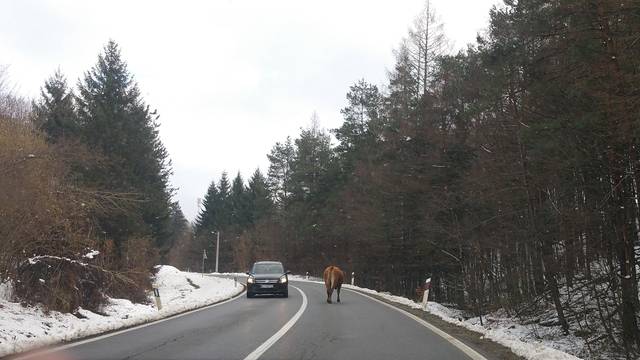 Krava šetala cestom u zavoju: 'Netko bi tako mogao stradati'