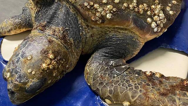 Kornjača Huanita uginula zbog plastičnih čepova u crijevima