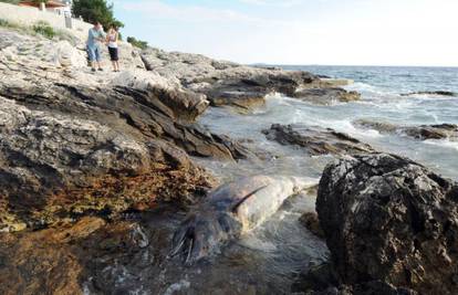 Uginuli dupin tjera turiste: Još nitko nije odnio lešinu iz mora