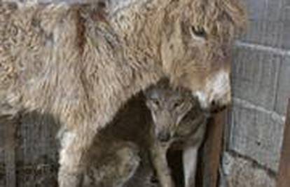 Albanija: Vuk i magarac žive zajedno u kavezu