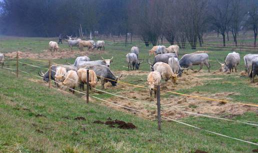 Livno: Uginula goveda koja su zaražena bedrenicom