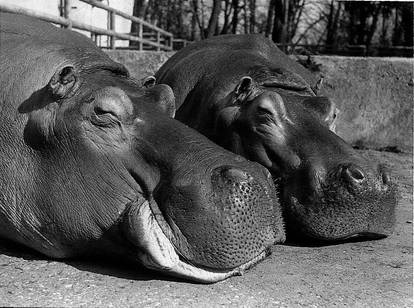 FOTO Ovo su prve životinje koje su živjele u zagrebačkom ZOO-u