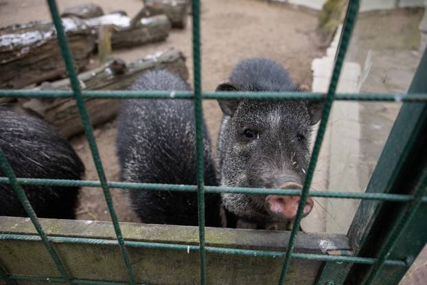 Zagreb: Novi stanovnici Zoološkog vrta 