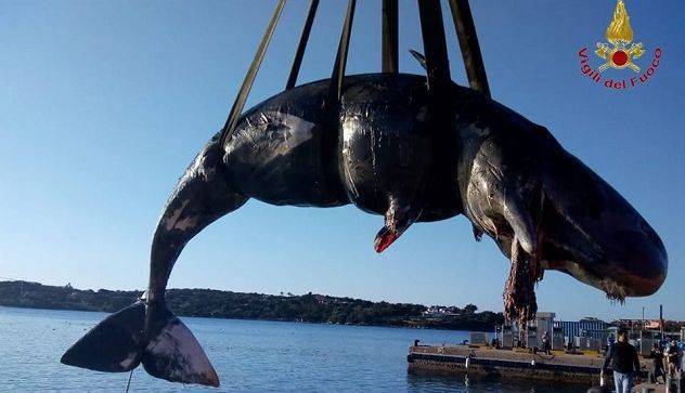 U želucu trudnog kita pronašli 22 kilograma plastičnih vrećica