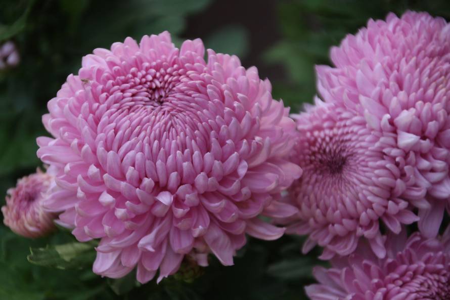 Saznajte koji je vaš cvijet prema mjesecu rođenja, svaki od njih ima svoje posebno značenje