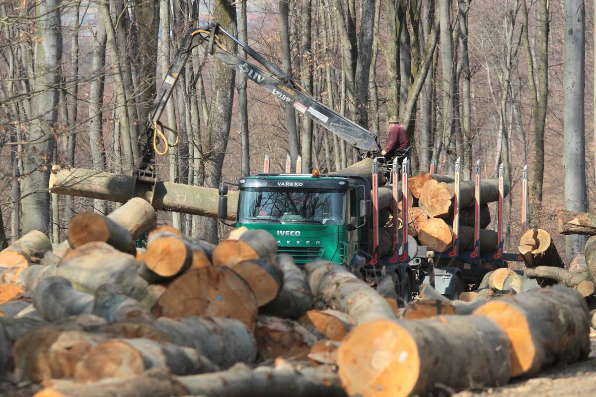 Tragedija kraj Garešnice: Čovjek poginuo dok je rušio stablo