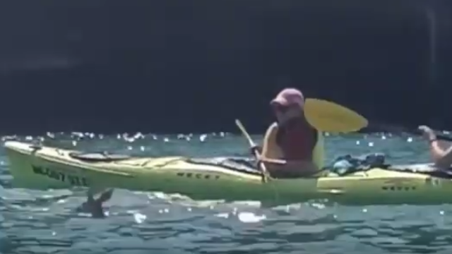 VIDEO Bravo! Kajakaši spasili lane od utapanja u jezeru