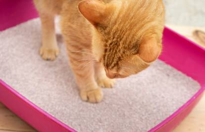 Mačke odmah znaju koristiti kutiju s pijeskom - kako to?