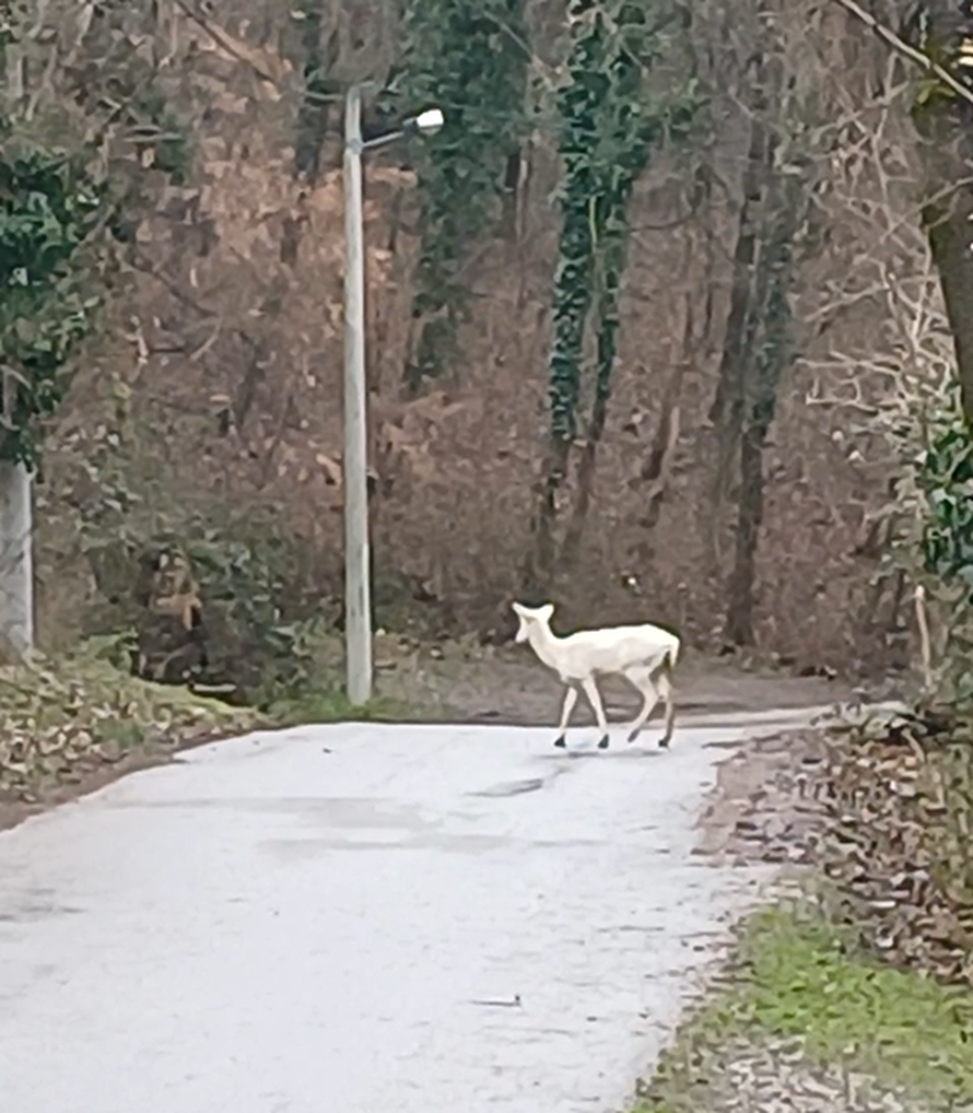 VIDEO Zagrepčanin u šoku: Dva metra od mene stajao je jelen. A onda je prošla albino košuta