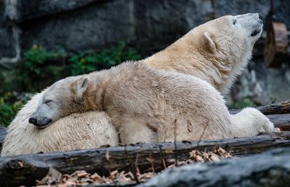 Polarni medvjedi spustili se u sam centar grada, traže hranu