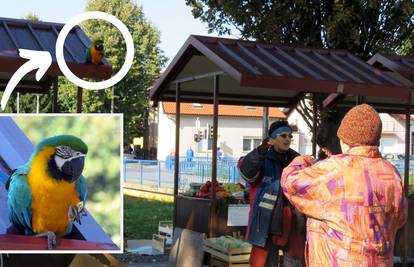 Papagaj Rođo je najveći žicar u Sl. Brodu, glavna faca na placu