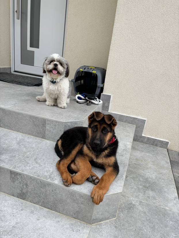 SUPER FOTKE vaših ljubimaca! Neki bi mogli biti viralni hit, ali svi su jednostavno neodoljivi