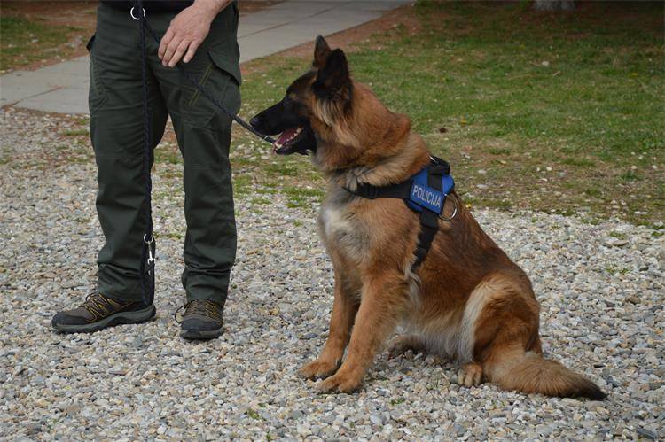 Policijski pas Rok pronašao je drogu u selu kod Međimurja: U stroju bilo ekstazija, kokaina...