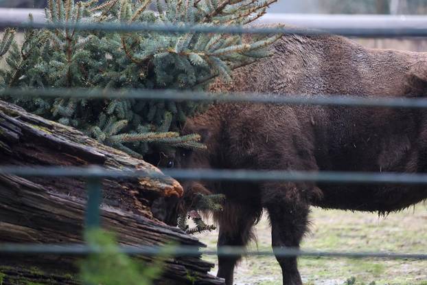 Životinjama u Zoološkom vrtu podijeljena raskićena drvca
