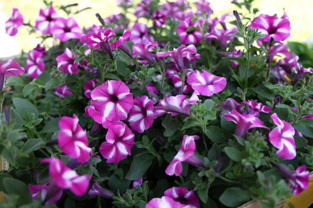 U Dugom selu održan je sajam cvijeća