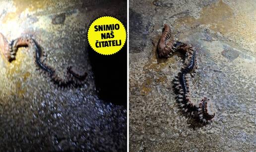 FOTO 'Snimio sam vatrenog crva na Pelješcu. Imao je čak 50 cm!' Evo zašto može biti opasan...