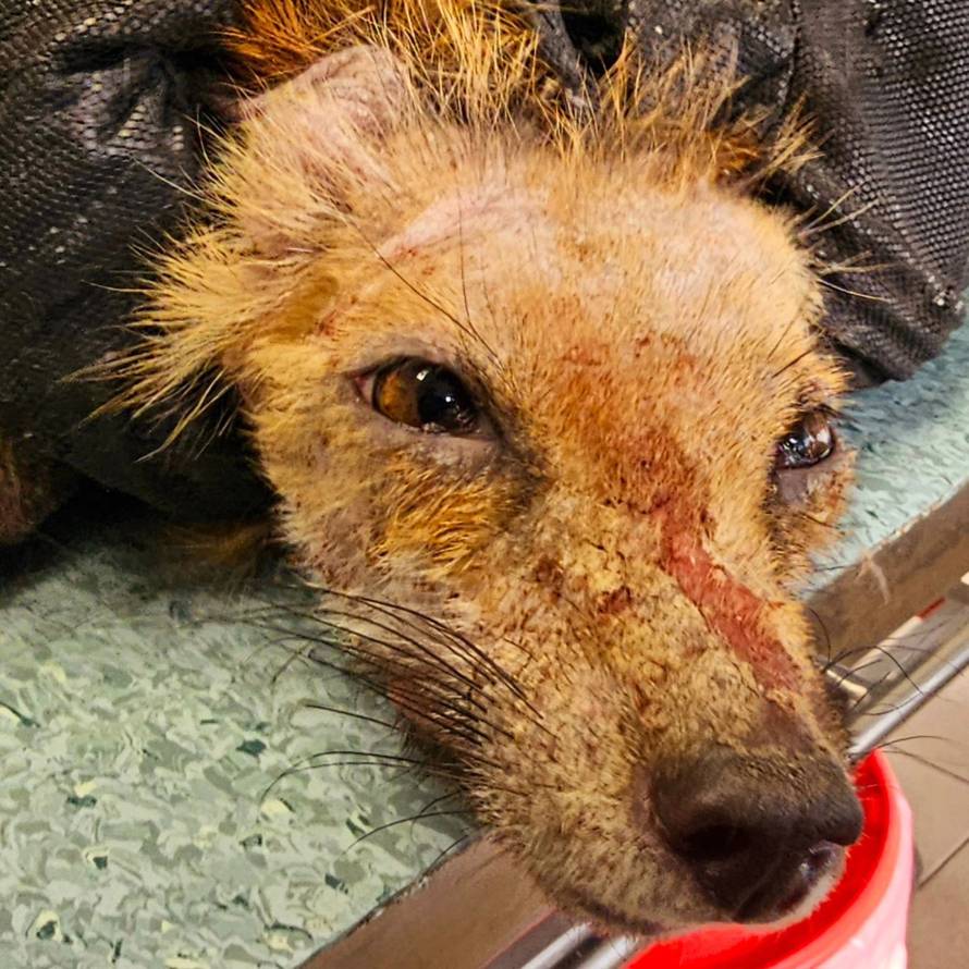 Sjećate li se bolesnog lisca iz Zagreba? 'Oporavio se, pustili smo ga u prirodu. Traži družicu'