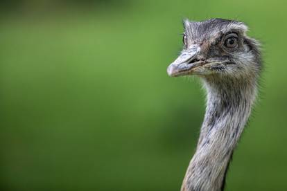 Zoološki vrt Osijek dobio nove stanovnike: Lavice, par nandua te dikobraze Olina, Zošu i Tita