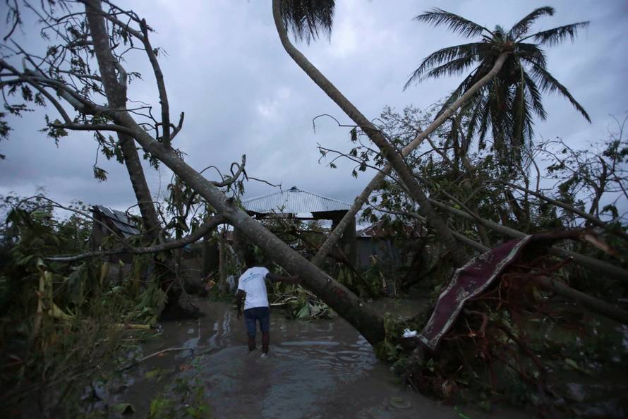 A man walks amongst trees damaged by Hurricane Matthew in Les Cayes