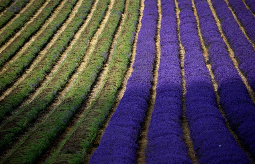 Lordington Lavender harvest