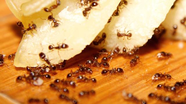 11 genijalnih trikova kako se riješiti mrava jednom zauvijek