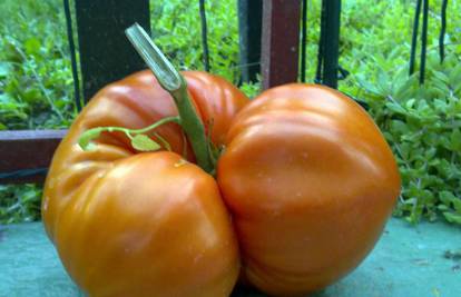 U vrtu je uzgojila rajčicu "kapitalca"  od 1,2 kile