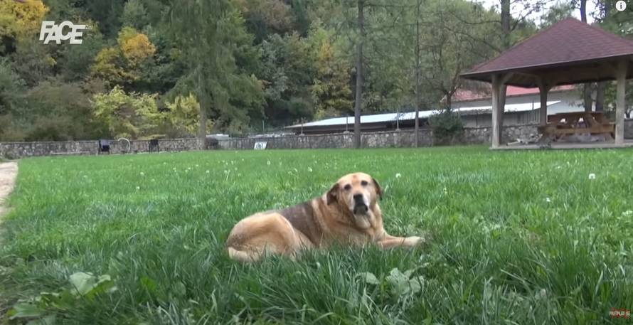 I Halidov pas Bendžo tuguje za njime: 'On niti jede, niti pije...'