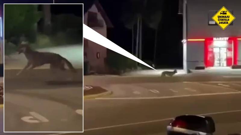 VIDEO Vuk došao u Zagorje?! Čitatelj 24sata: 'Šeće po gradu'; Općina: 'Ne približavajte mu se'