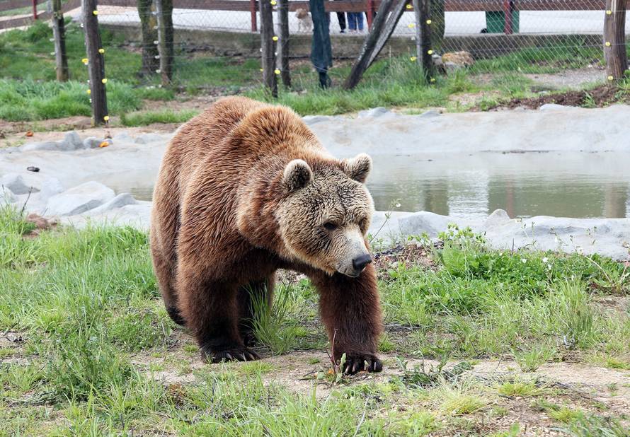 'I kako da se sada rastanem od medvjeda? Pa to su moje bebe'