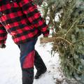 U nizozemskom parku božićno drvce posječete i nosite doma