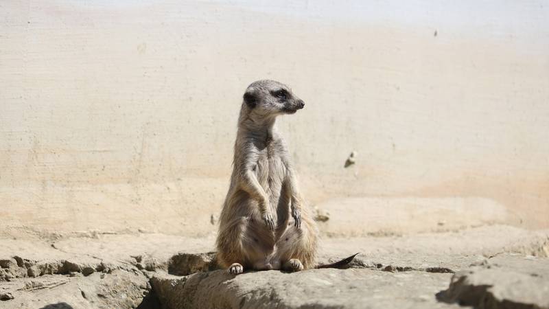 FOTO ZOO u Osijeku podijelio uskršnje pisanice životinjama