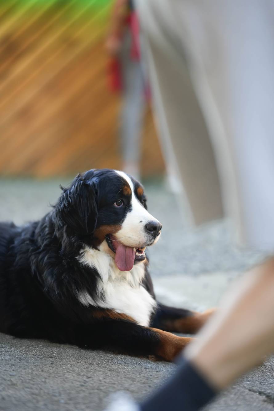 Otvoren je Rougemarin Park, novi program oduševit će sve koji vole festivalsko uzbuđenje