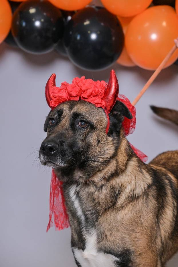 Sklonište u Dumovcu poziva na posebno jesensko udomljavanje pasa i mačaka