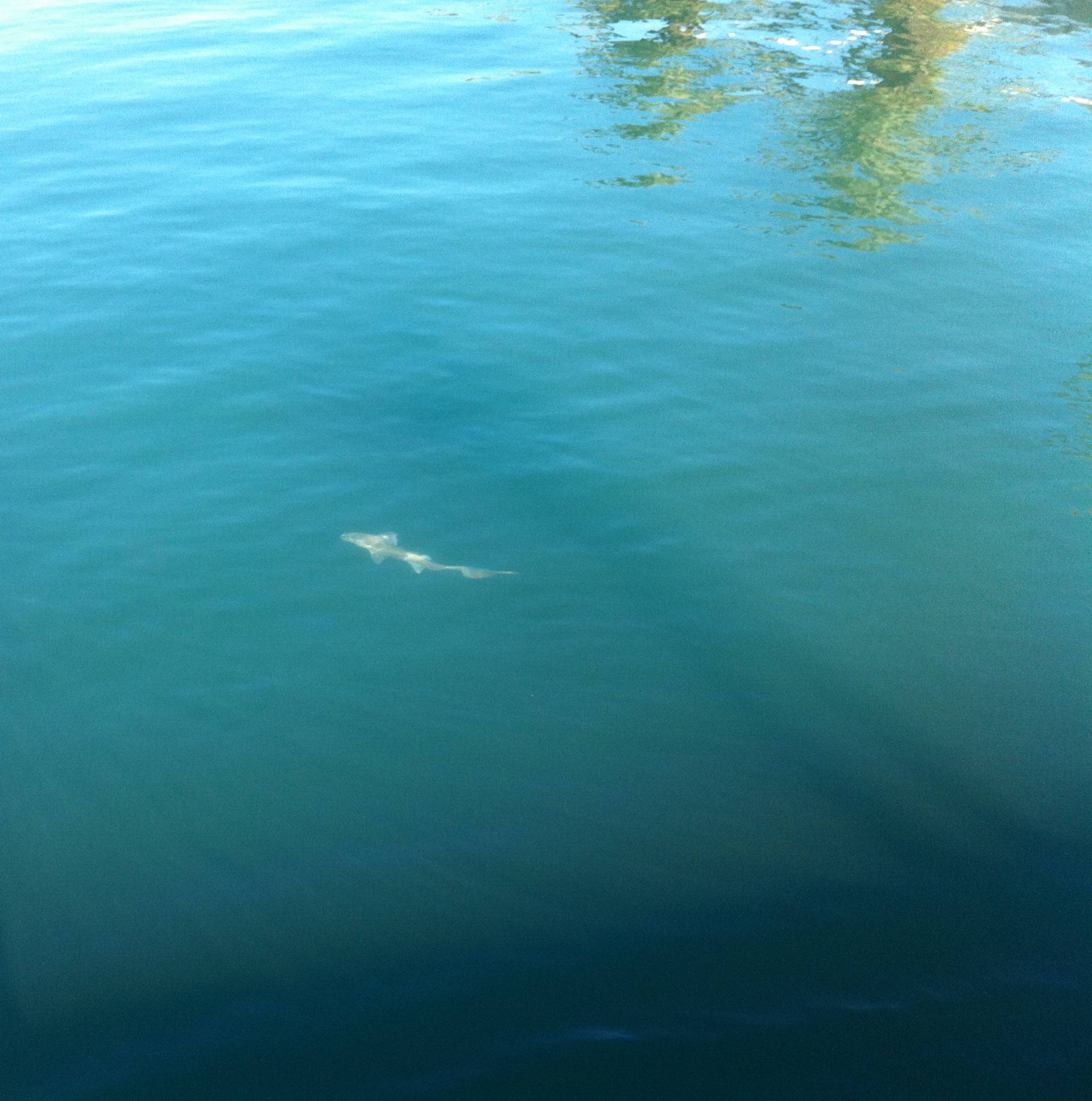 Morski pas u splitskoj luci: Nije opasan, ali tko želi ući u more?