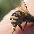 Super trik kako spriječiti bol i oticanje od uboda pčele, ose...