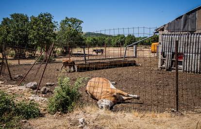 'Uzorci za bedrenicu došli su nam raspadnuti, nismo je mogli dijagnosticirati. Ali onda...'