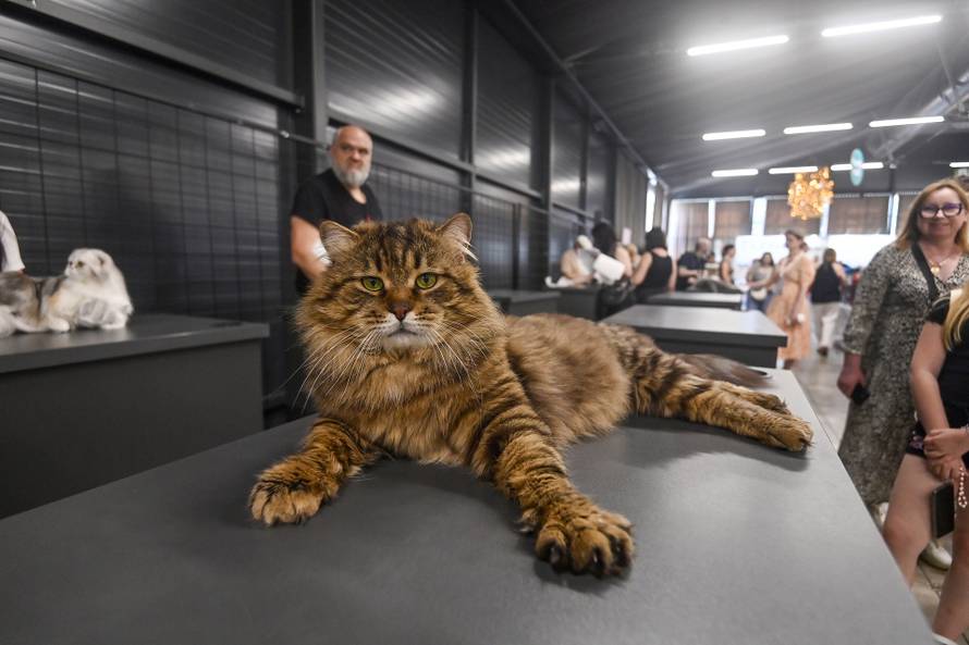 Zagreb: Međunarodna izložba mačaka WCF Cat Olimpia 2025