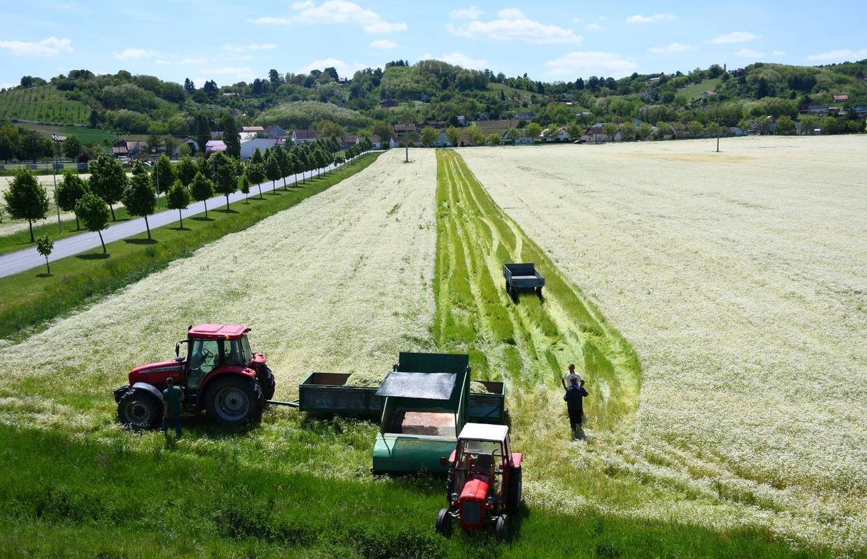 Očekuje se dobra žetva i cijene
