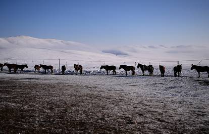 Ekstremna zima u Mongoliji je ubila 4,7 milijuna životinja: 'Ovo su najgori uvjeti do sada'