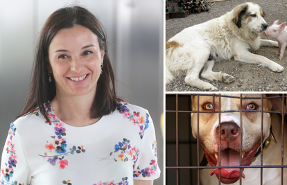 Prijedlog pravilnika o opasnim psima zgrozio stručnjake: Vidite je li i vaš pas 'krvoločna zvijer'?