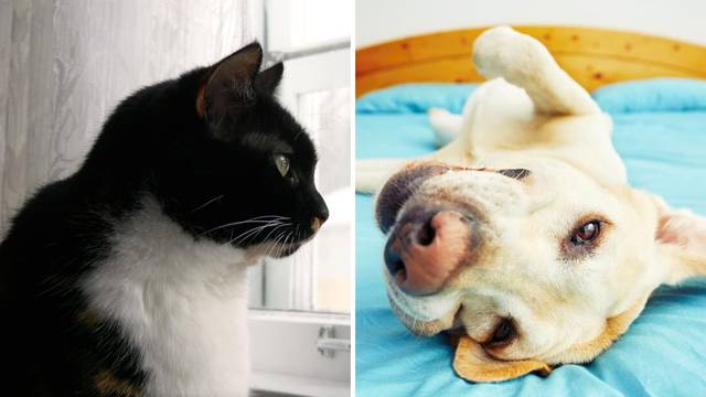 Volite li više mačke ili pse? Postoji razlika u duhovnom značenju tih životinja