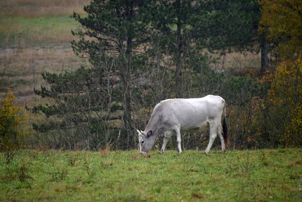 Vodice: Jesenja mističnost Ćićarije