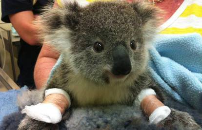 Strahuje se da je više od 2000 koala uginulo u velikom požaru